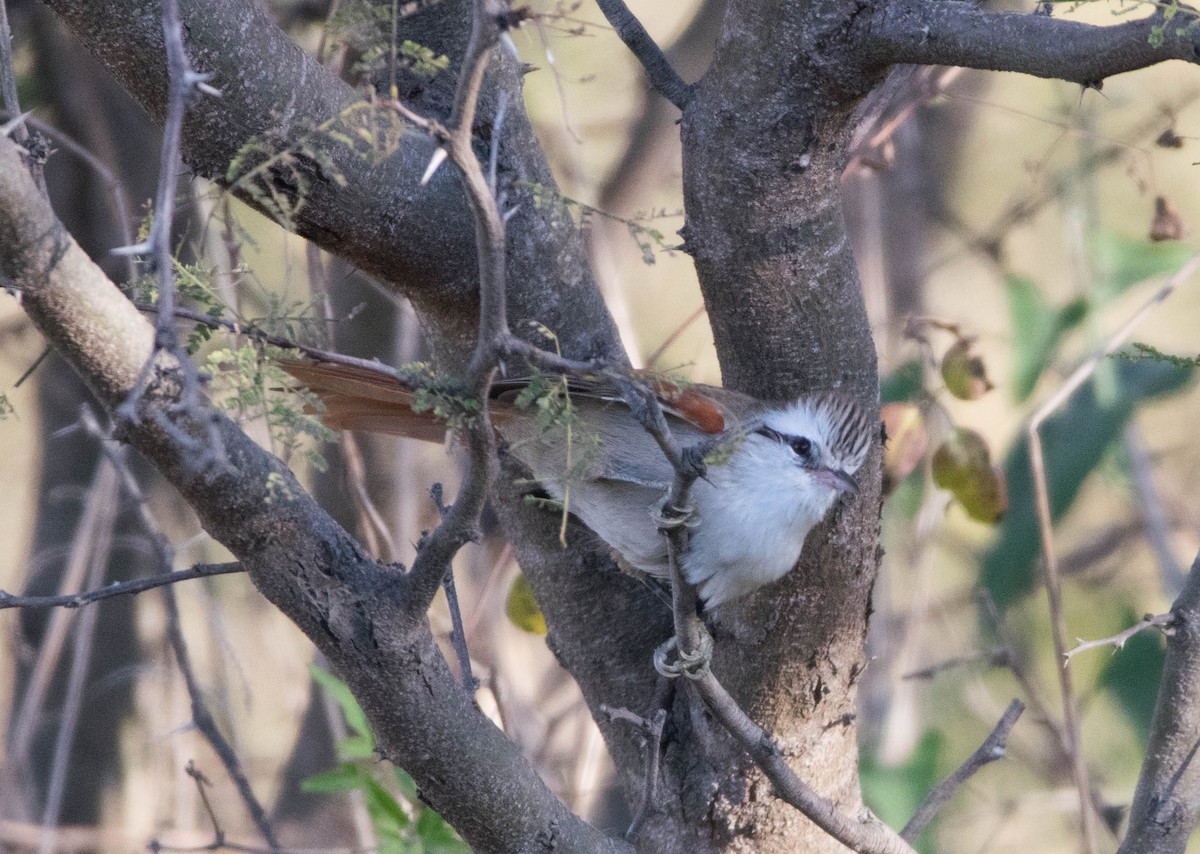 Stripe-crowned Spinetail - ML343738591