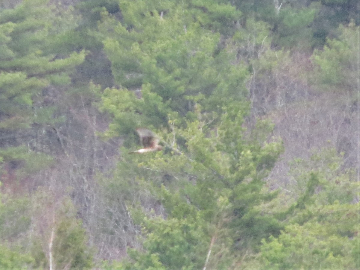 Northern Harrier - ML343739741