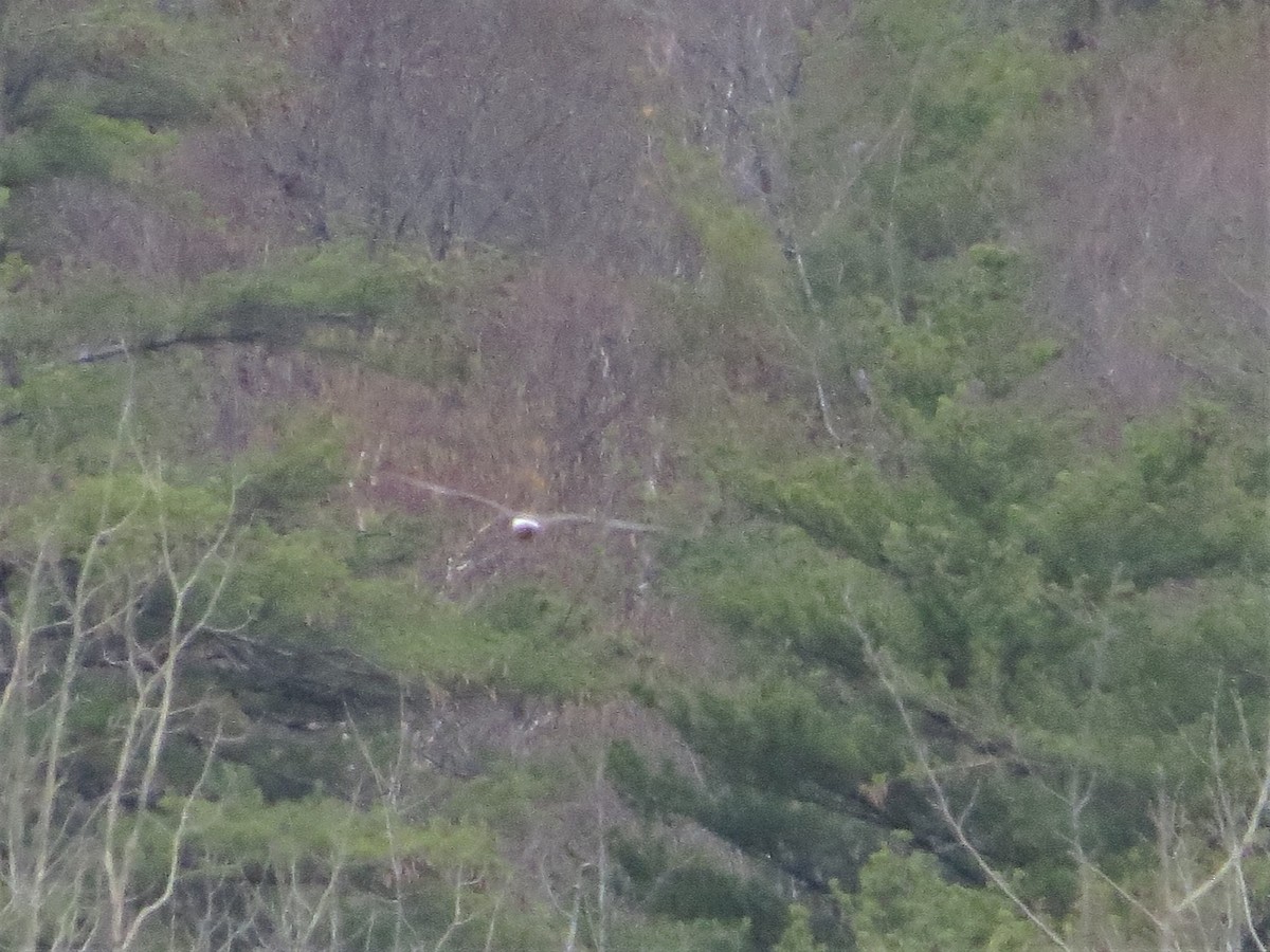 Northern Harrier - ML343739921