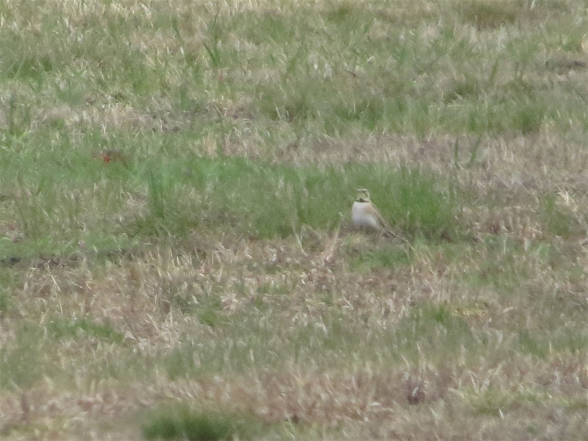 Horned Lark - ML343740001