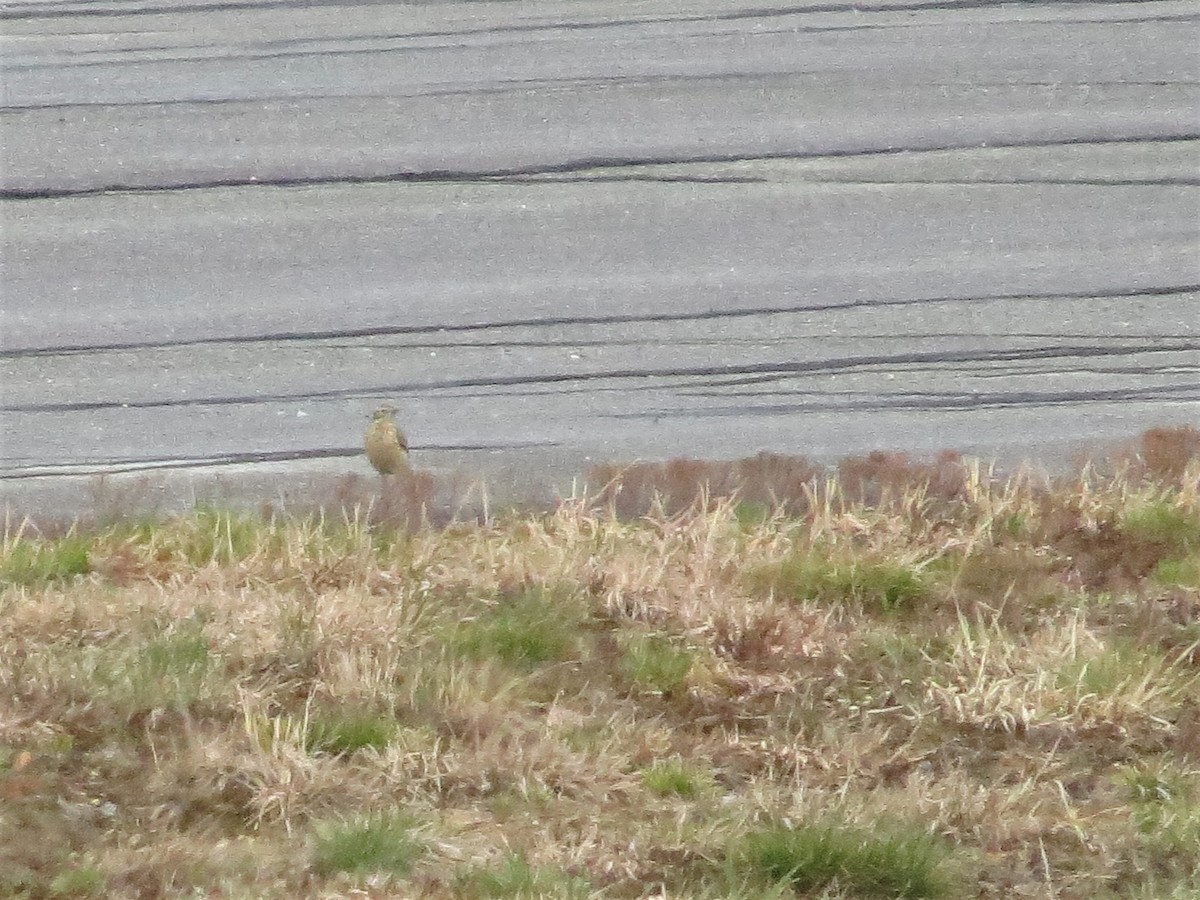 American Pipit - ML343740111