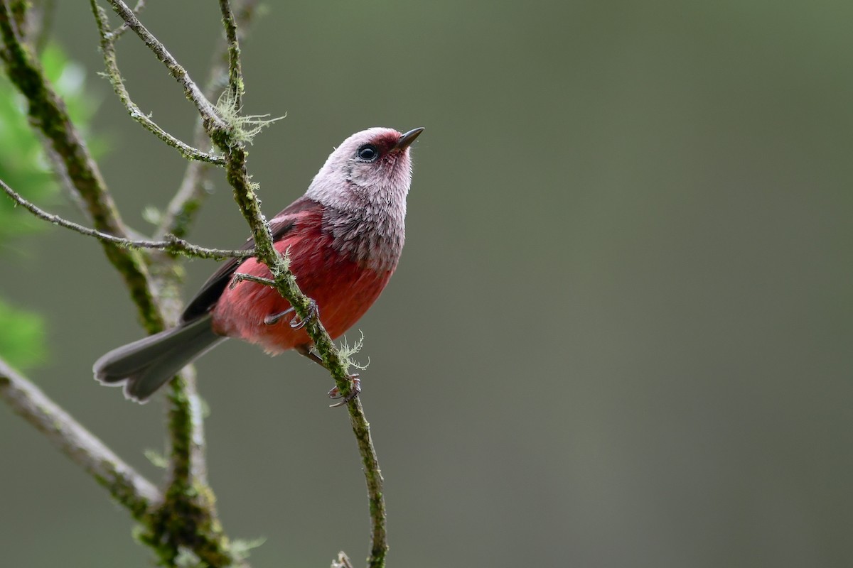 Pink-headed Warbler - ML343741151