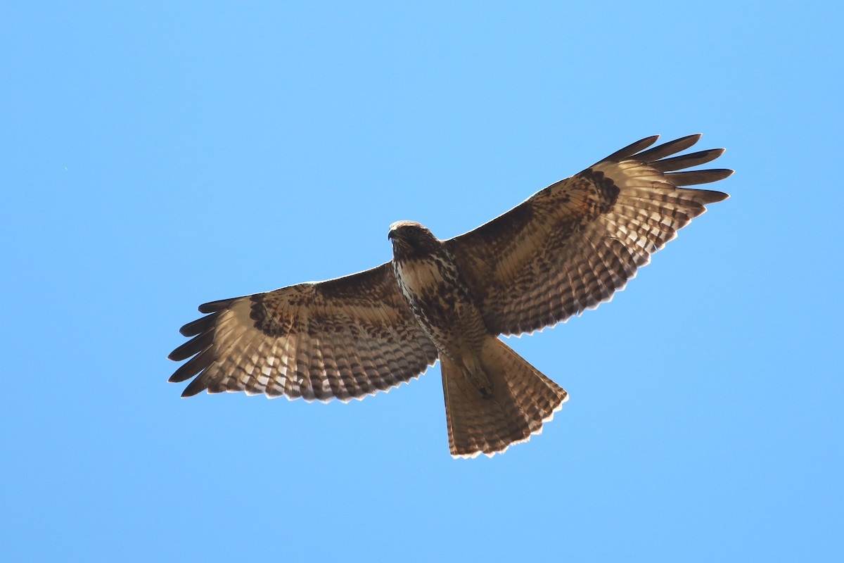 Red-tailed Hawk (calurus/alascensis) - ML34374251