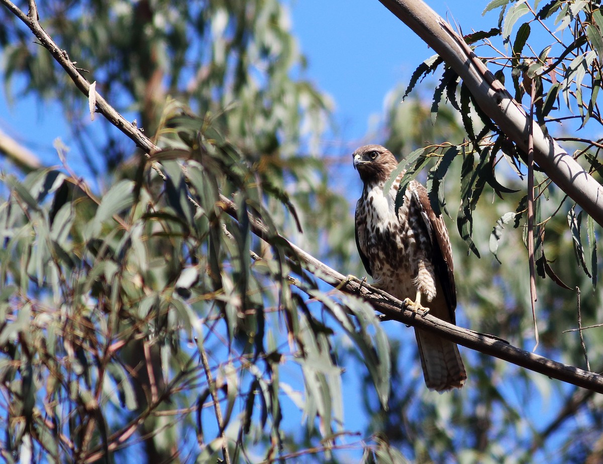 Red-tailed Hawk (calurus/alascensis) - ML34374281