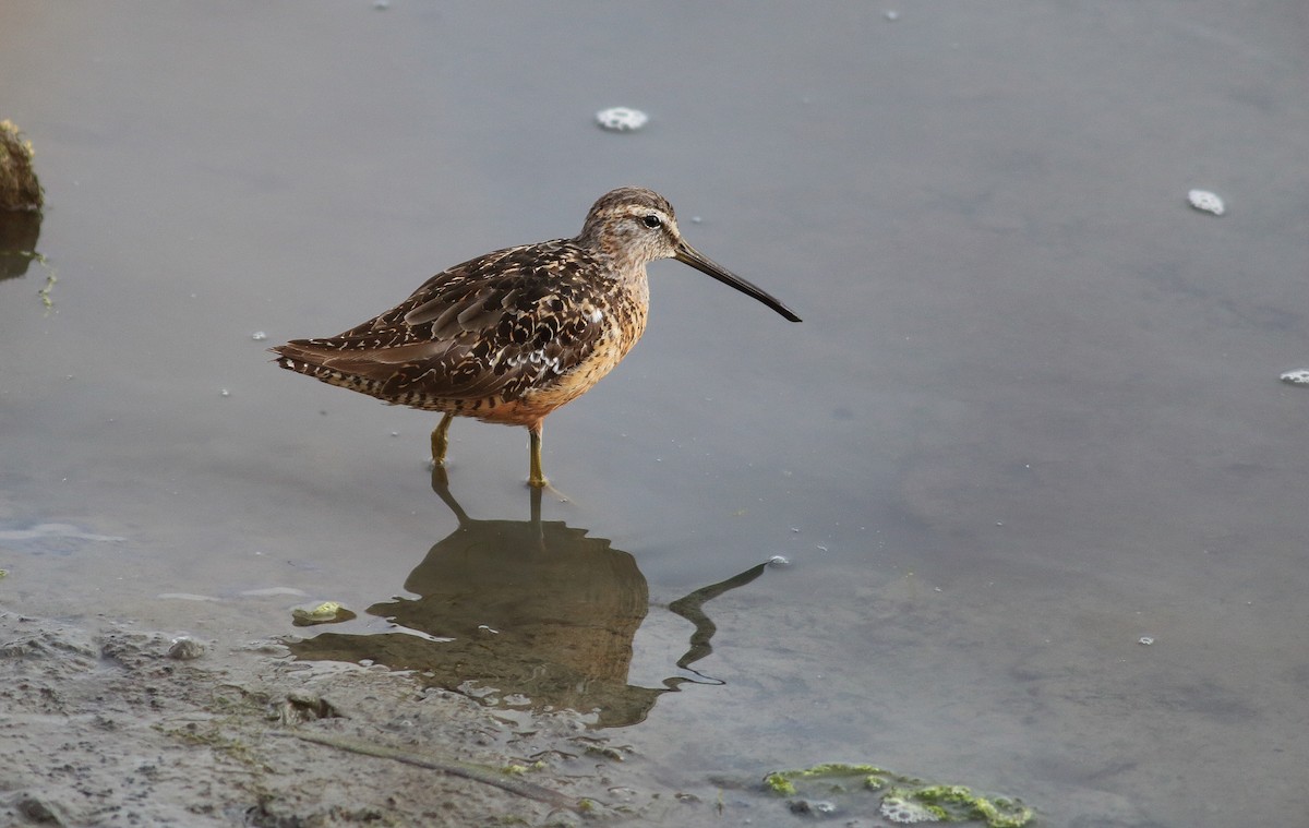 Short-billed Dowitcher - ML34374321