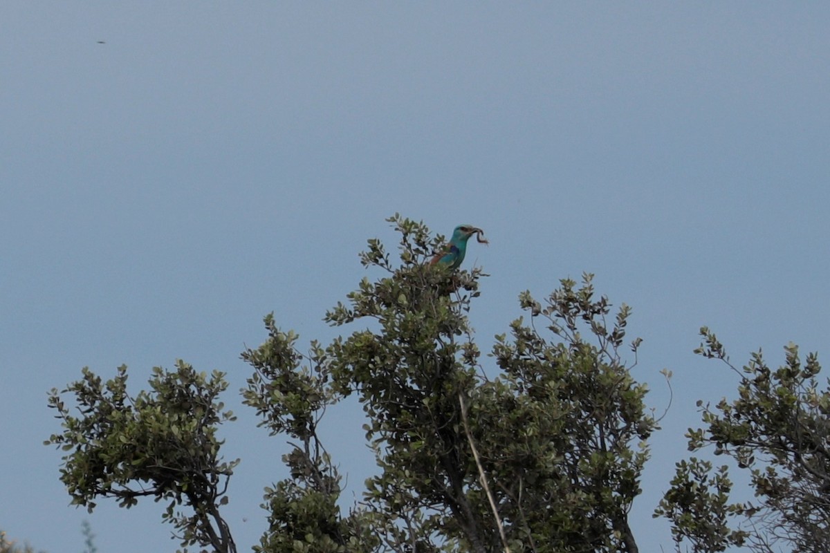 European Roller - ML343743791