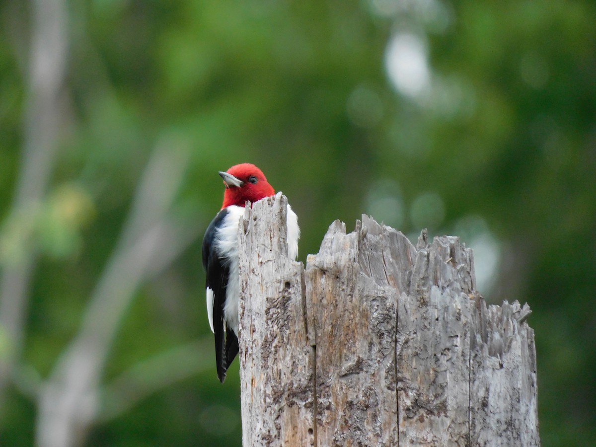 Red-headed Woodpecker - ML343745201