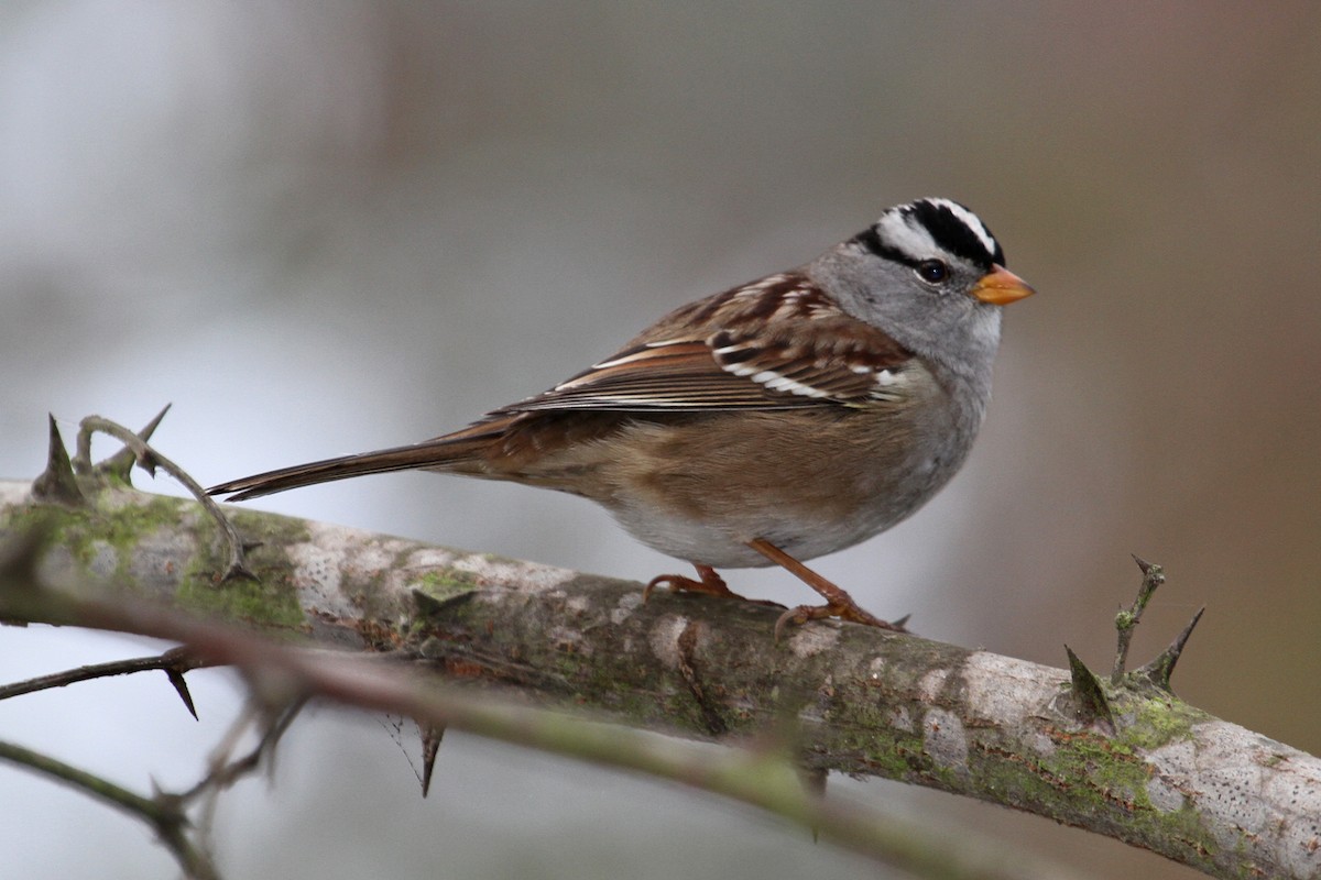 strnadec bělopásý (ssp. gambelii) - ML34374531