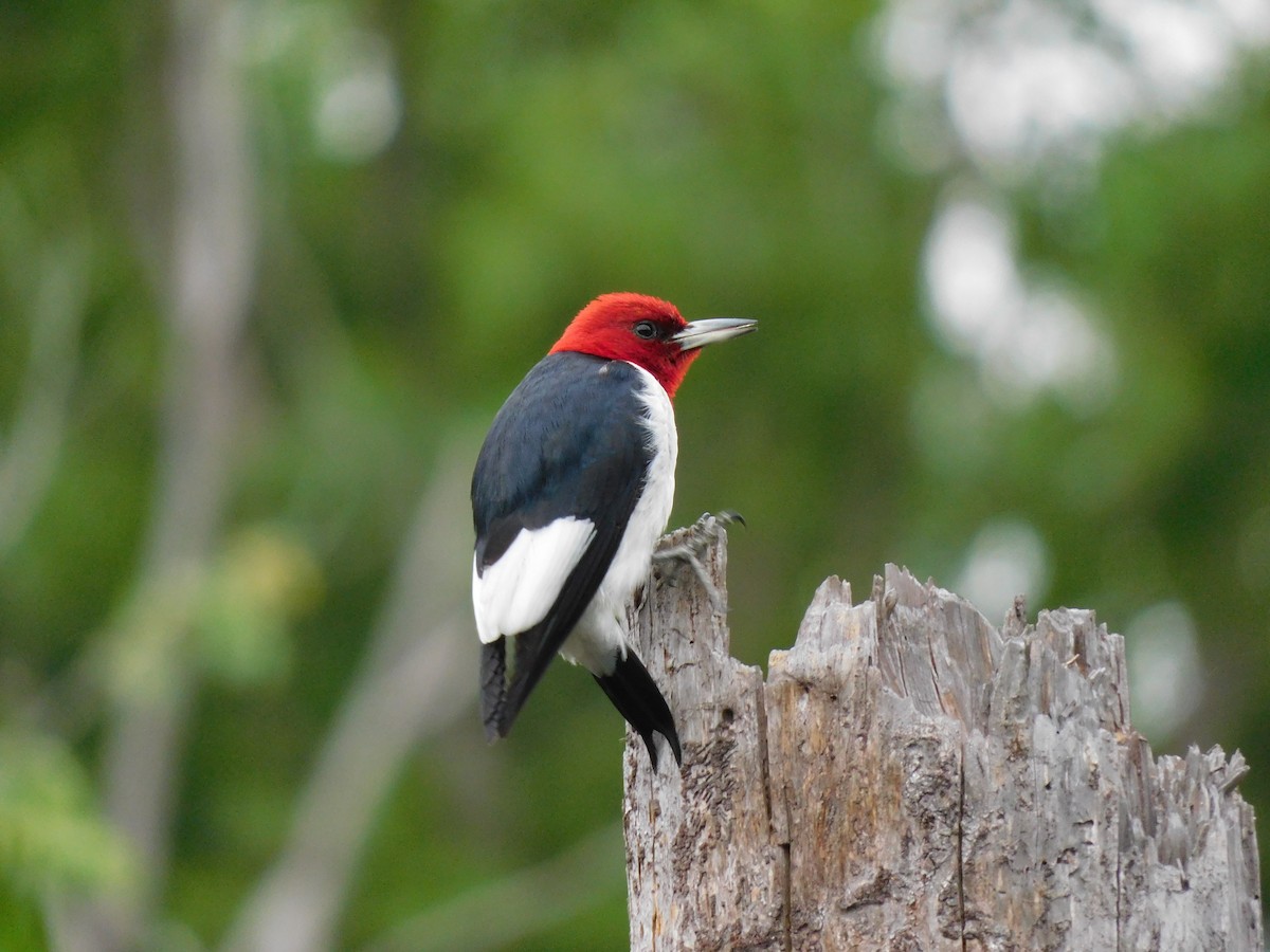 Red-headed Woodpecker - ML343745581