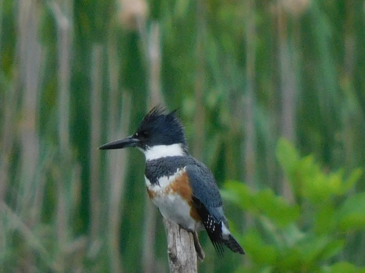Belted Kingfisher - ML343745911