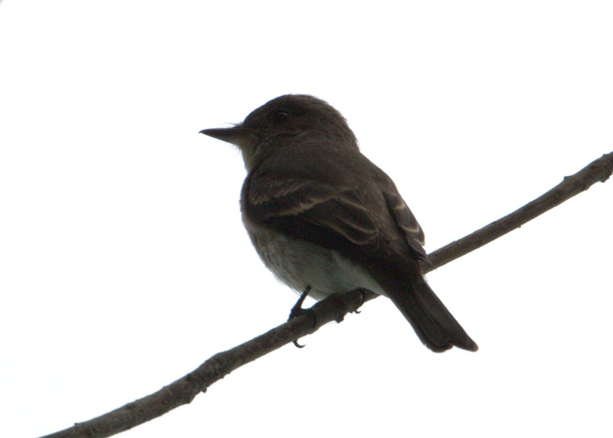 Western Wood-Pewee - ML34374631