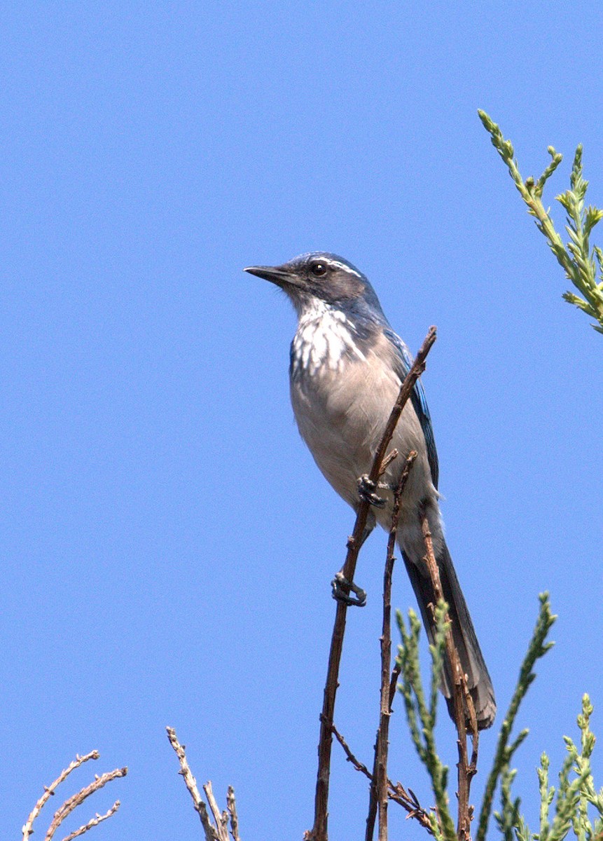 California Scrub-Jay - ML34374781