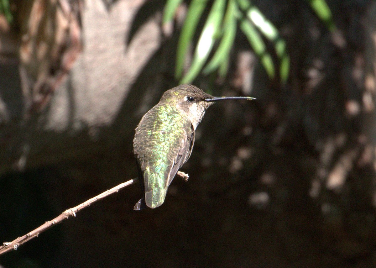 Anna's Hummingbird - ML34374861