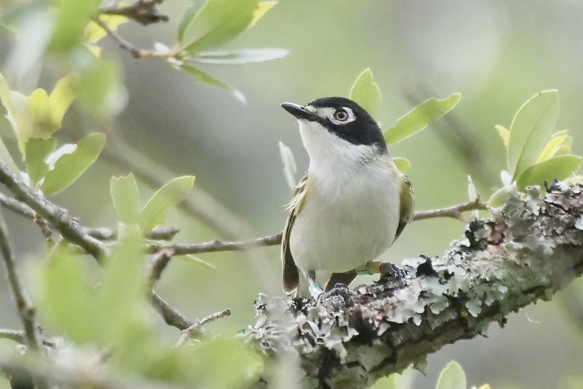 Black-capped Vireo - ML343748731