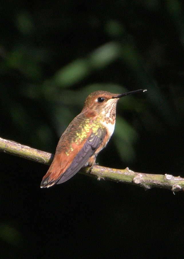 Allen's Hummingbird - ML34374891