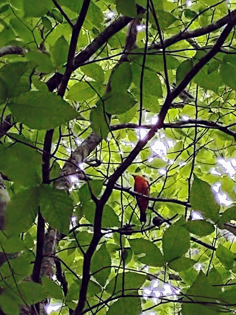 Scarlet Tanager - Pat Phillips