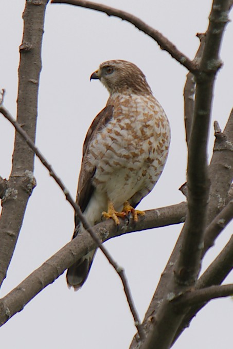 Broad-winged Hawk - George Ross