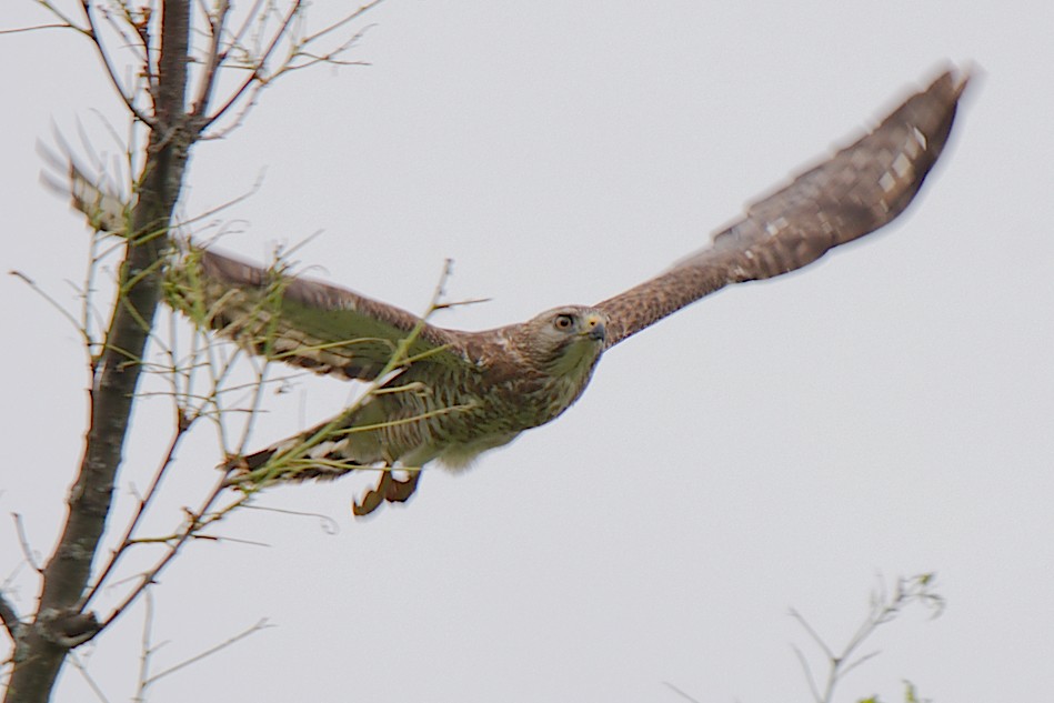 Broad-winged Hawk - George Ross