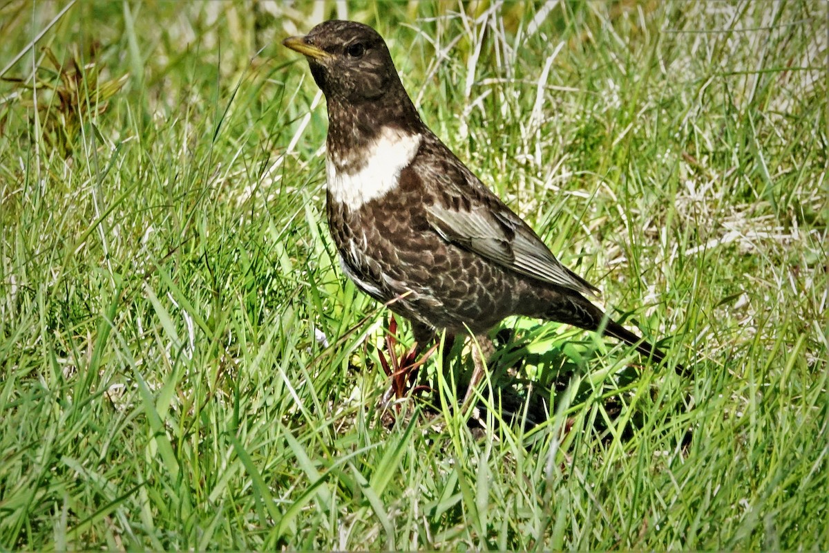 Ring Ouzel - John Clark