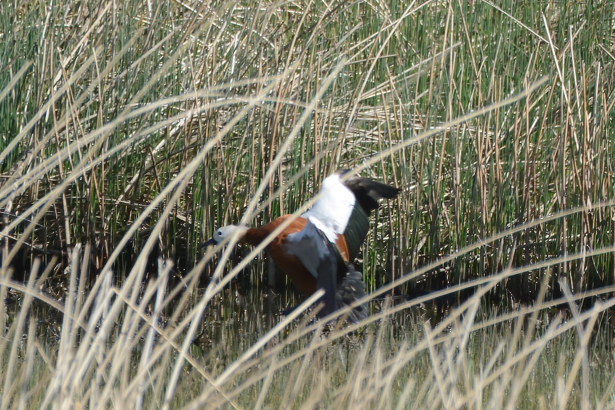 Ruddy Shelduck - ML343752341