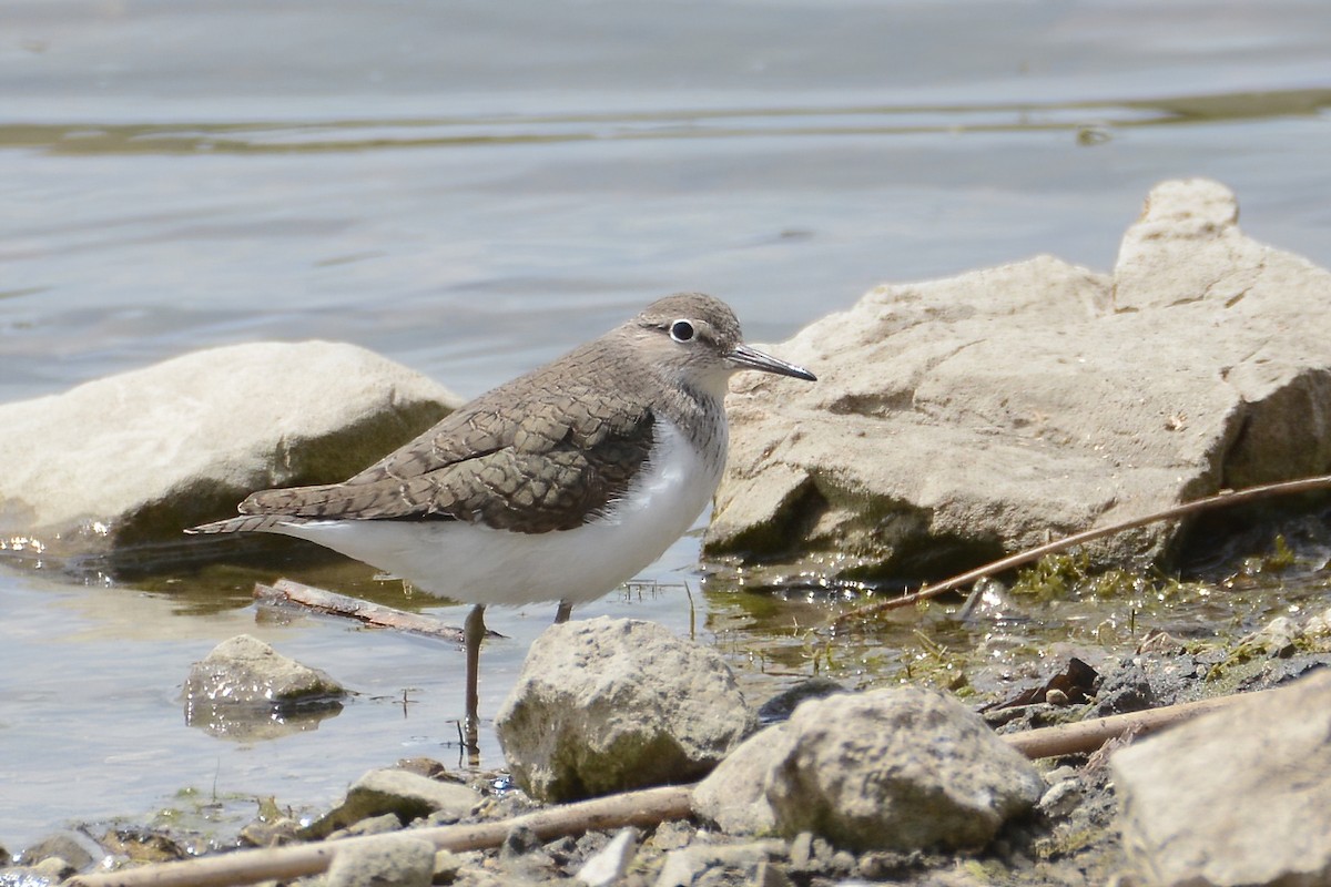 Common Sandpiper - ML343752511