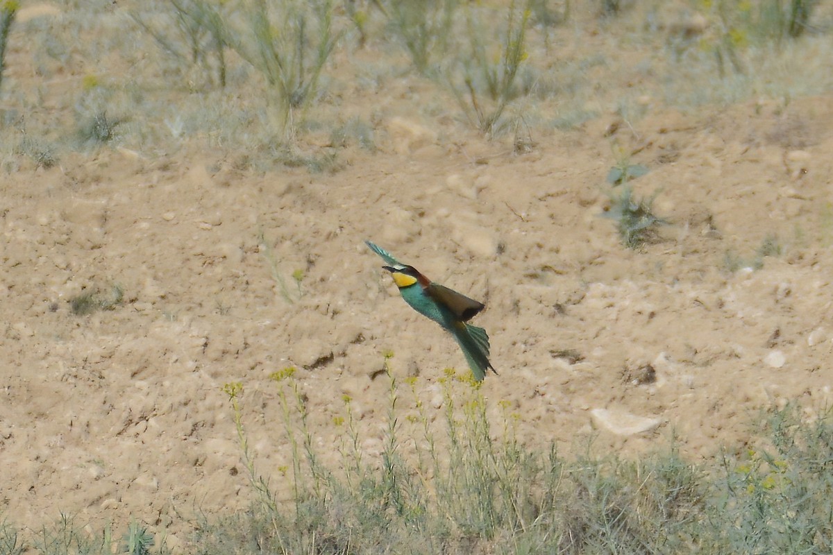 European Bee-eater - ML343752781