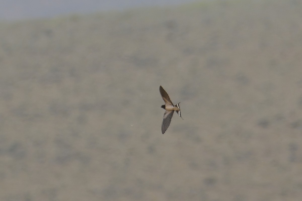 Barn Swallow - ML343753011