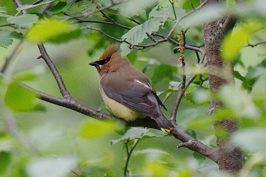 Cedar Waxwing - George Ross