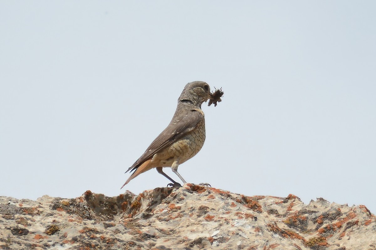 Rufous-tailed Rock-Thrush - ML343753231