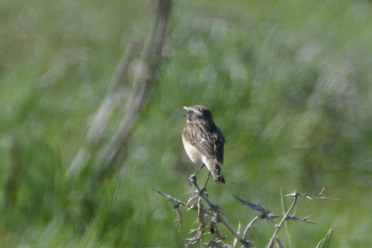 Whinchat - ML343753261