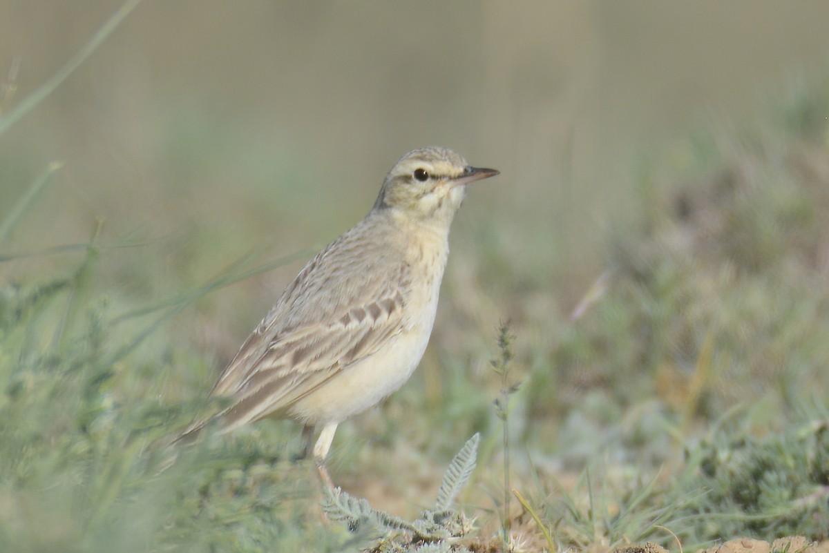 Tawny Pipit - ML343753411