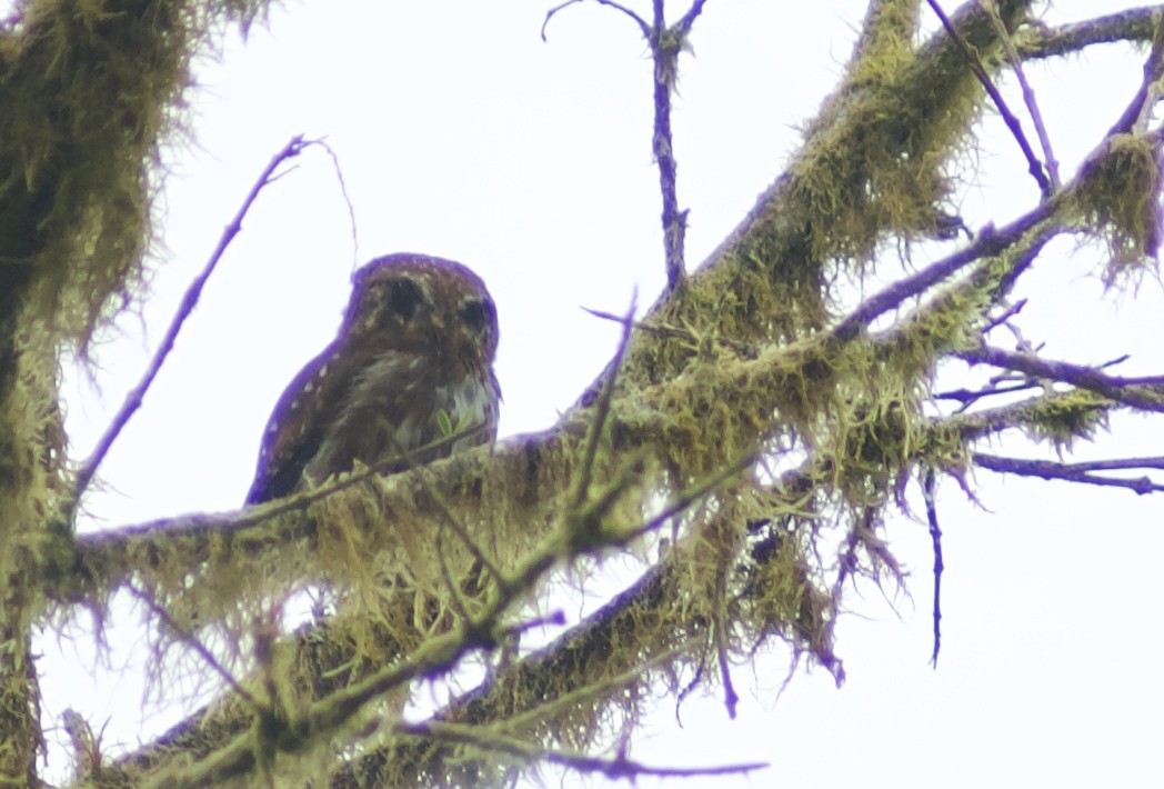 Ferruginous Pygmy-Owl - ML343753841