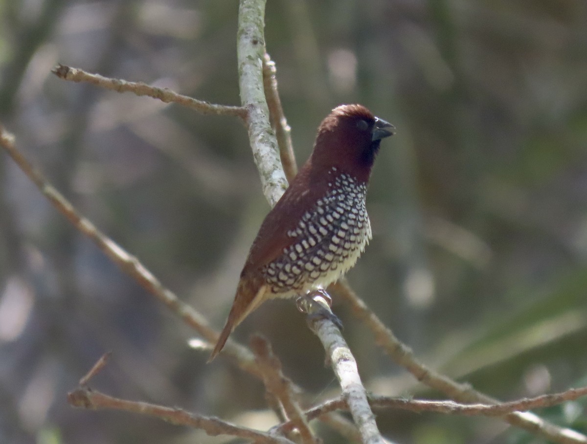 Scaly-breasted Munia - ML343753941