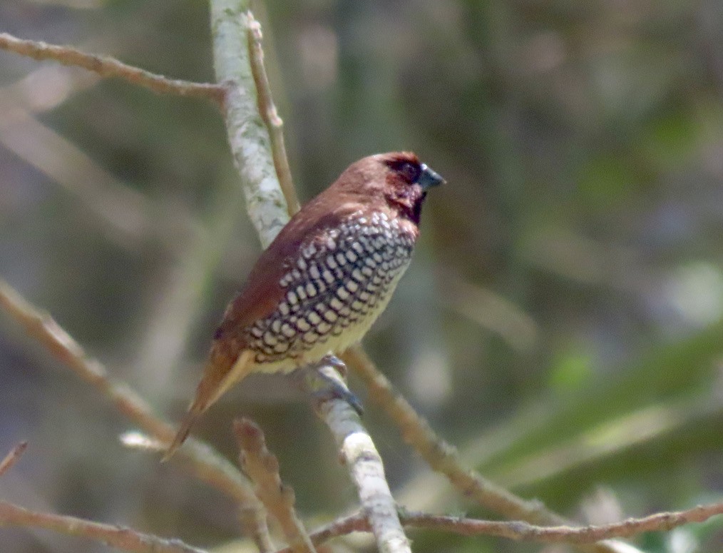 Scaly-breasted Munia - ML343753971