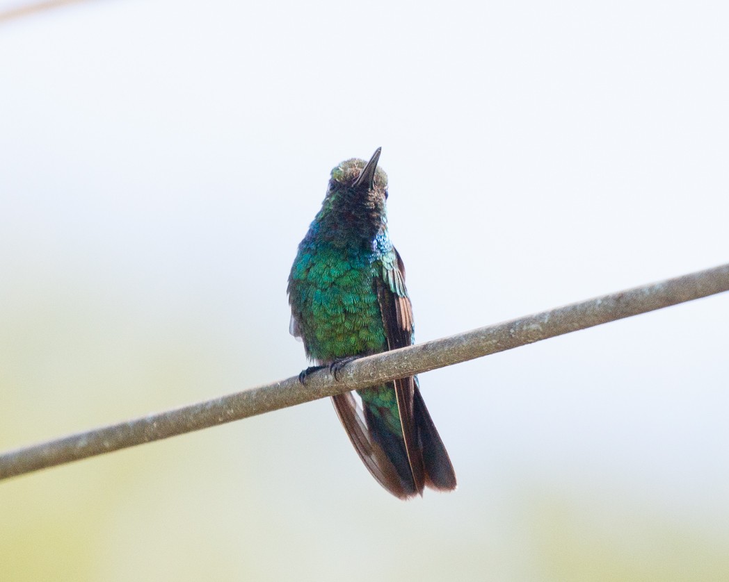 Blue-tailed Emerald - Silvia Faustino Linhares