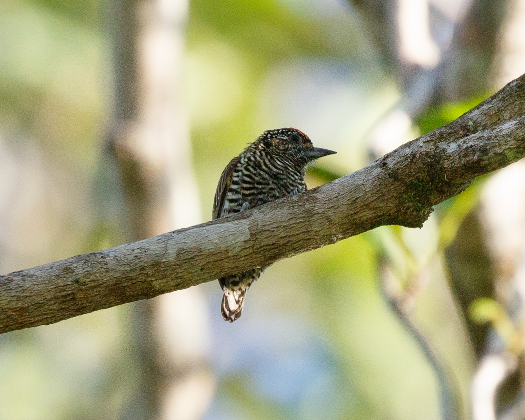 Golden-spangled Piculet (Undulated) - Silvia Faustino Linhares