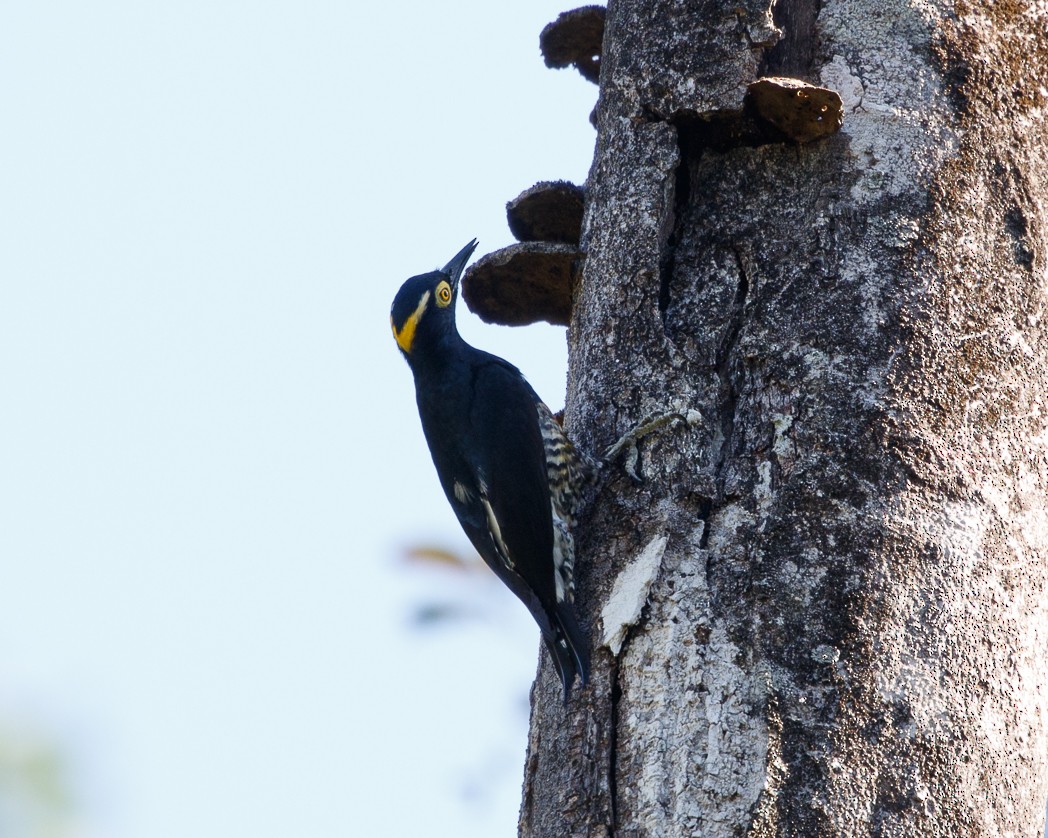 Yellow-tufted Woodpecker - ML343755121