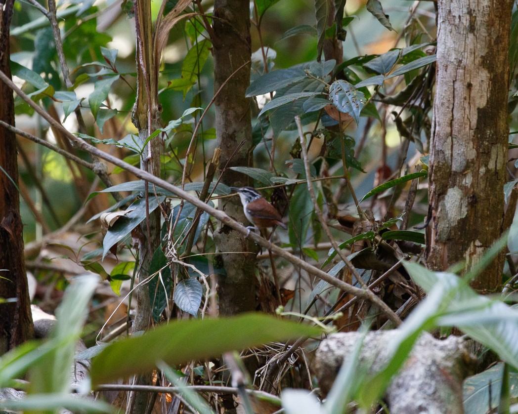 Troglodyte à poitrine blanche - ML343755241