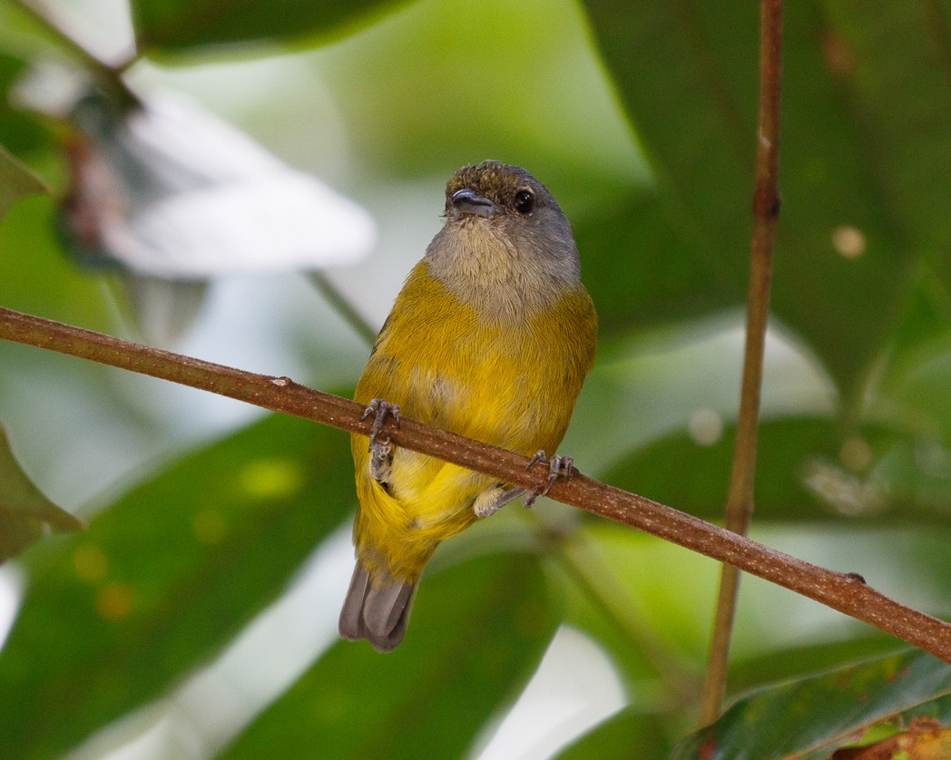 Plumbeous Euphonia - ML343755451