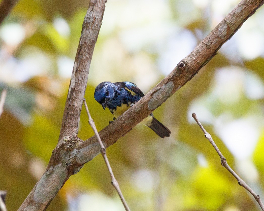 Turquoise Tanager - ML343755511