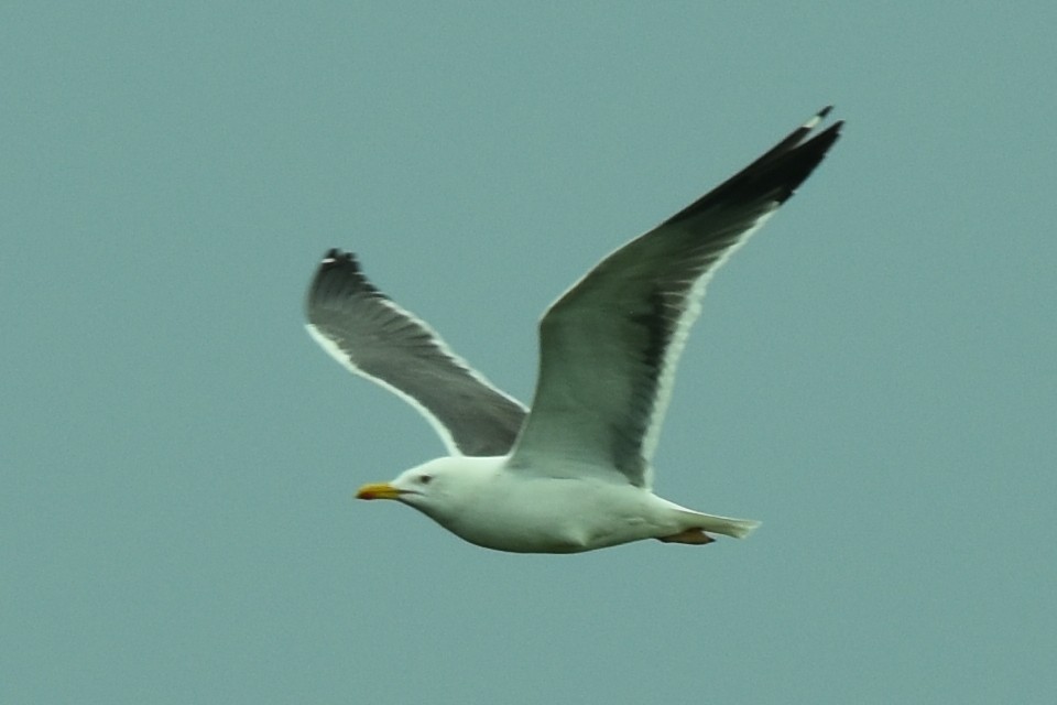 Lesser Black-backed Gull - ML343758641