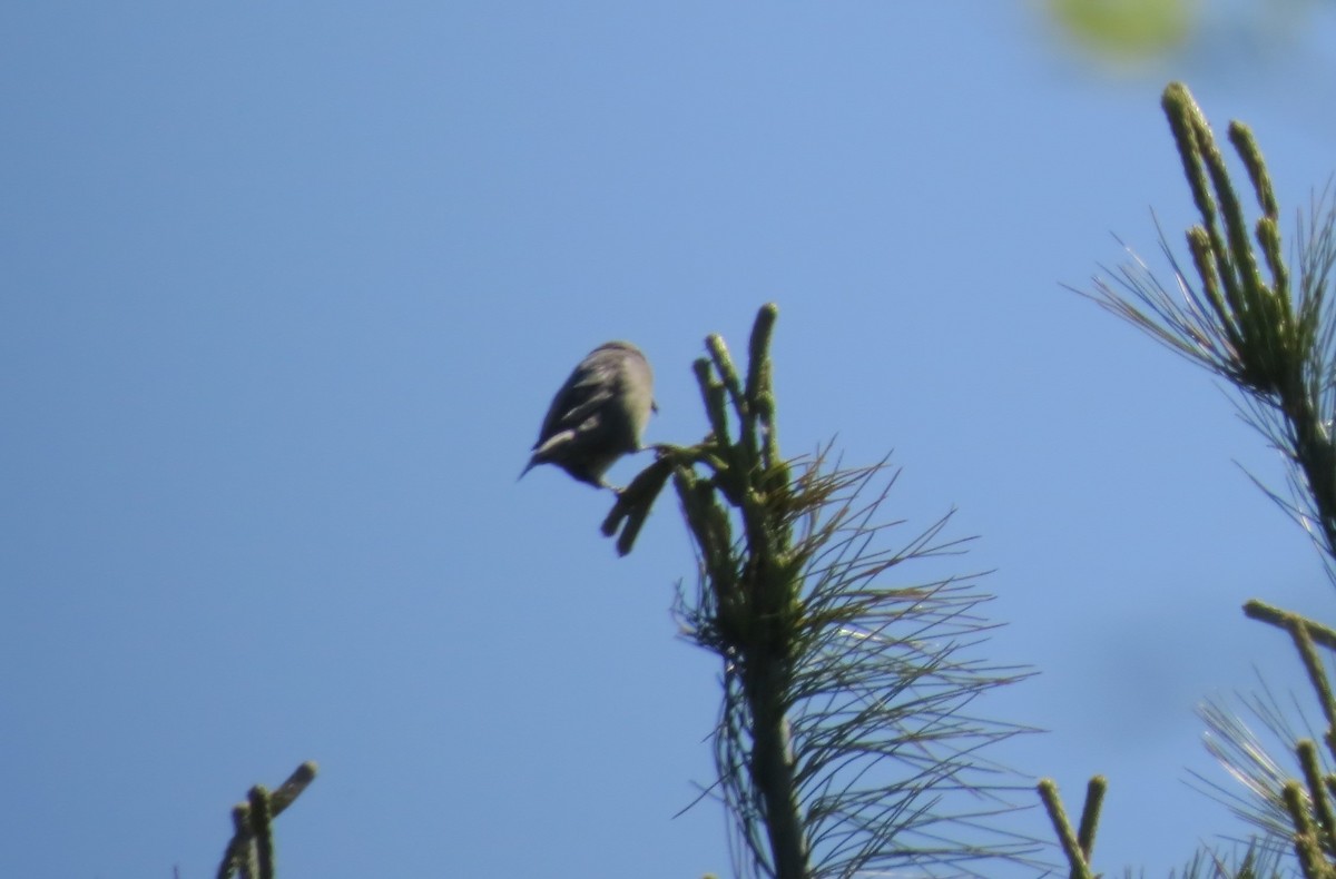 Red Crossbill - ML343759761