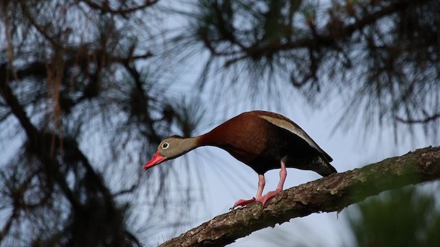 rødnebbplystreand (fulgens) - ML343759981