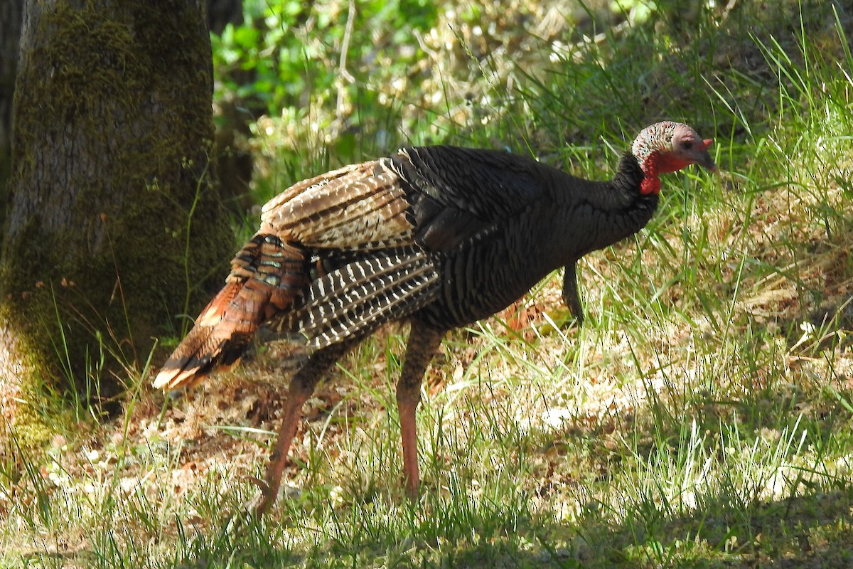 Wild Turkey - ML343760911