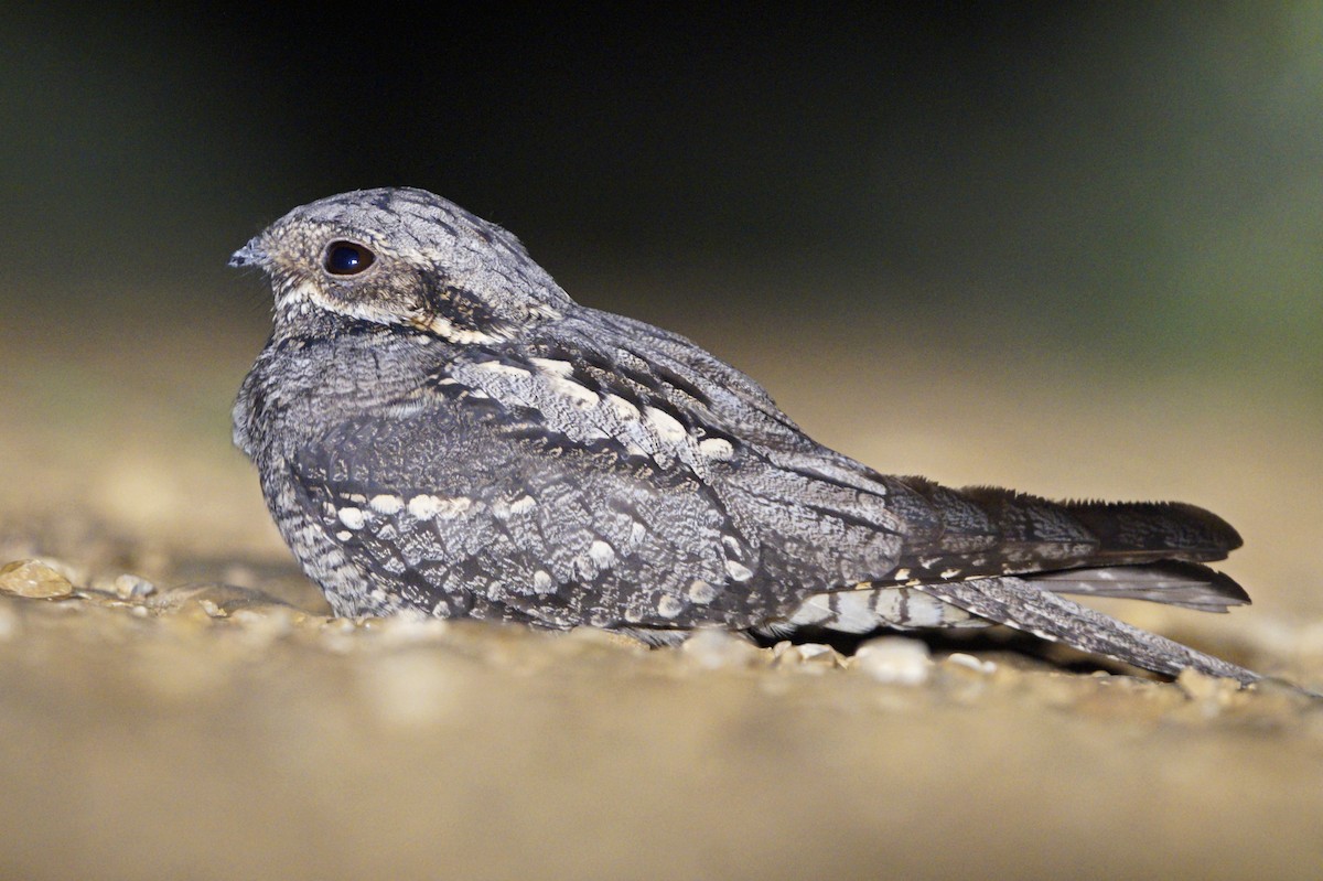 Eurasian Nightjar - ML343761341