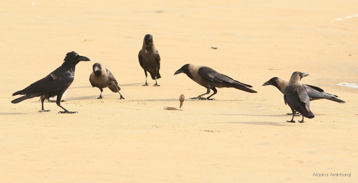 House Crow - ML34376201
