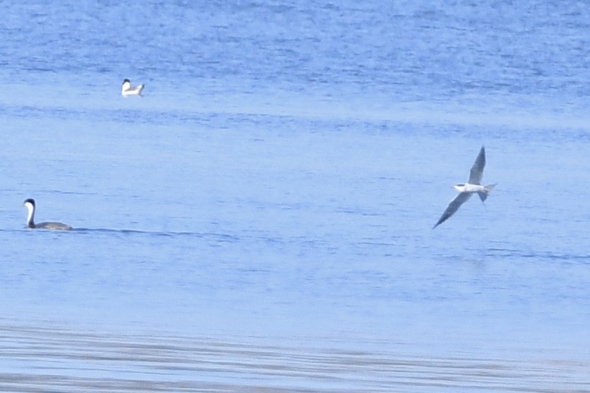 Caspian Tern - Kent Kleman