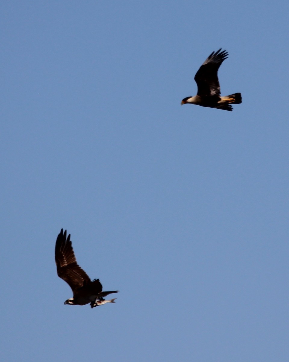 Crested Caracara (Northern) - ML34376231