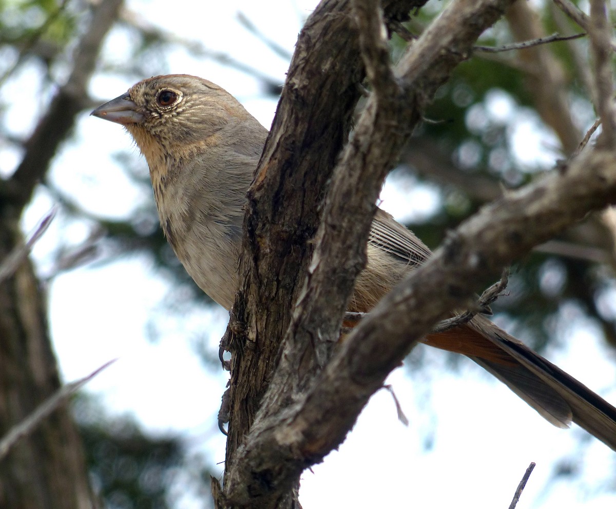 Canyon Towhee - ML343763291