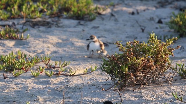 Wilson's Plover - ML343763661